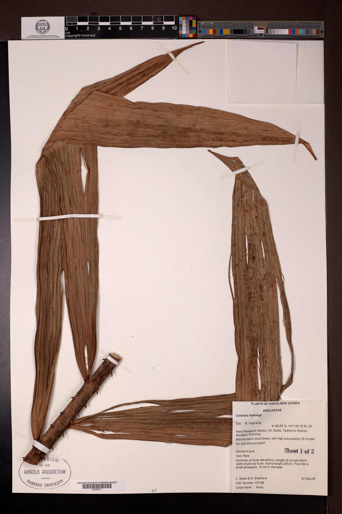 Calamus hollrungii