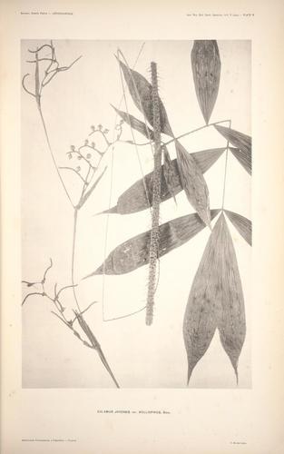 Calamus javensis