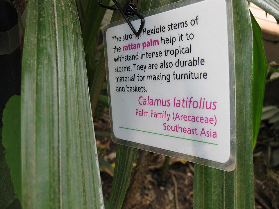 Calamus latifolius (Waai pong) — photo