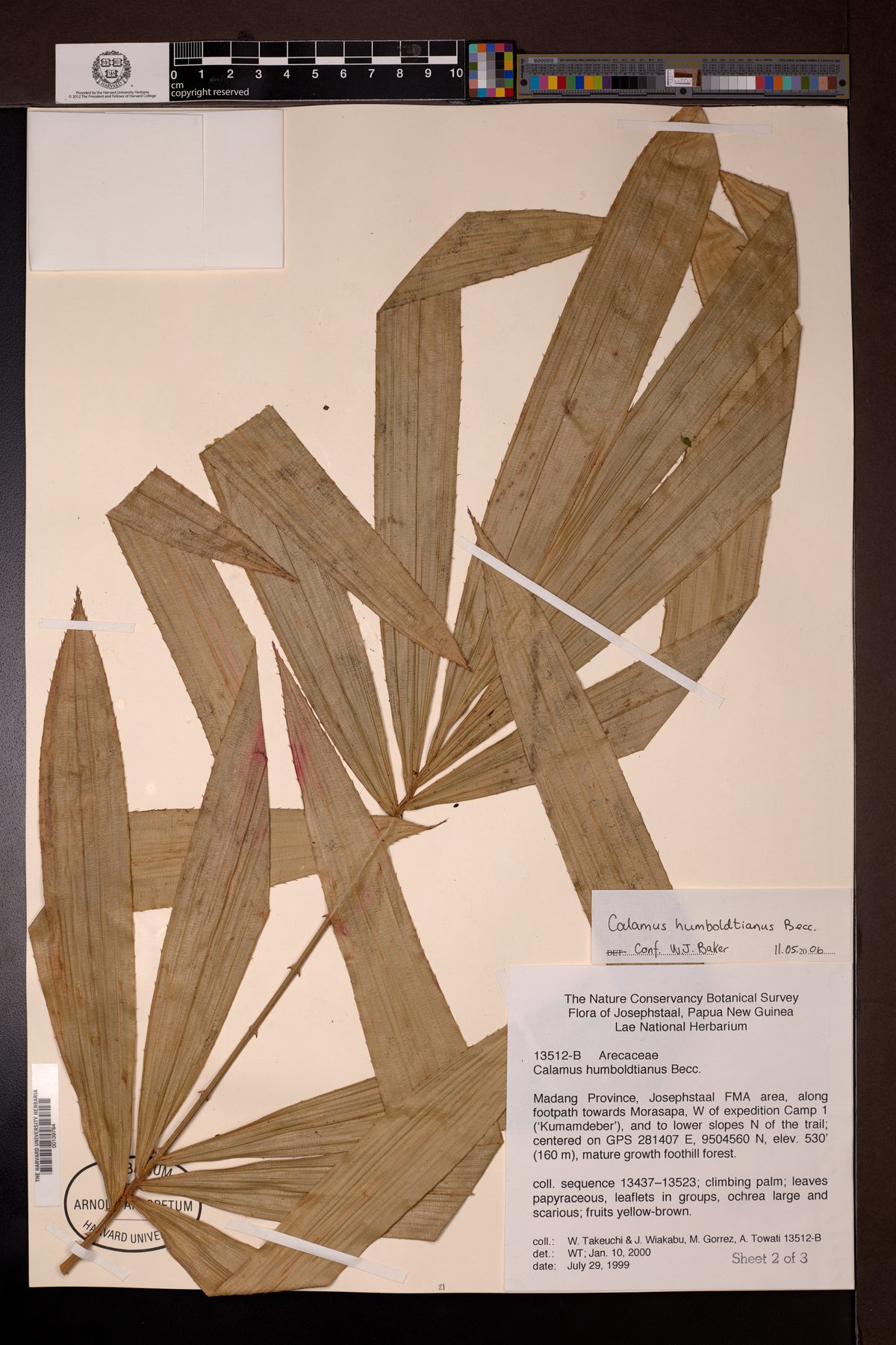 Calamus lauterbachii
