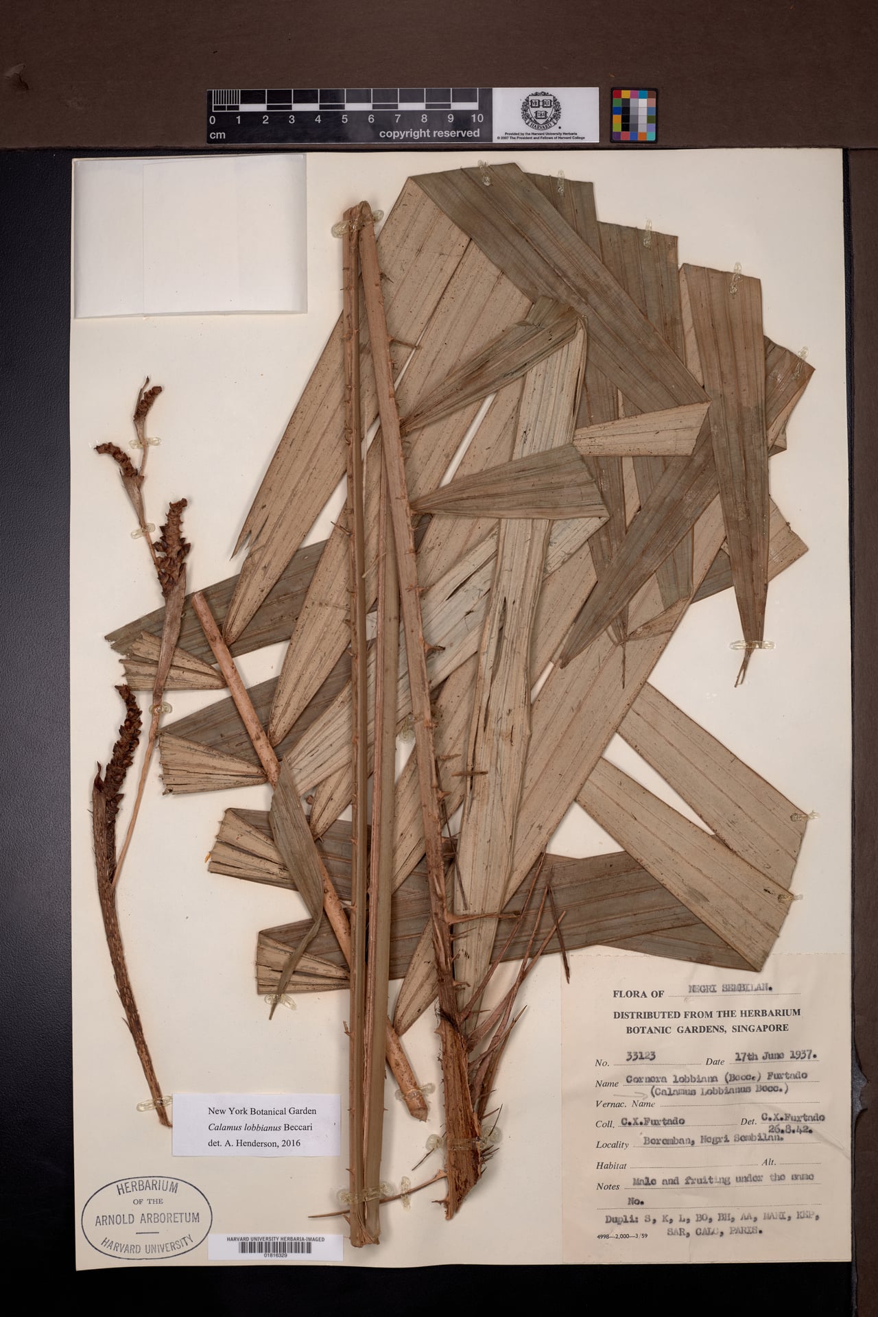 Calamus lobbianus (Wi tedong) — photo
