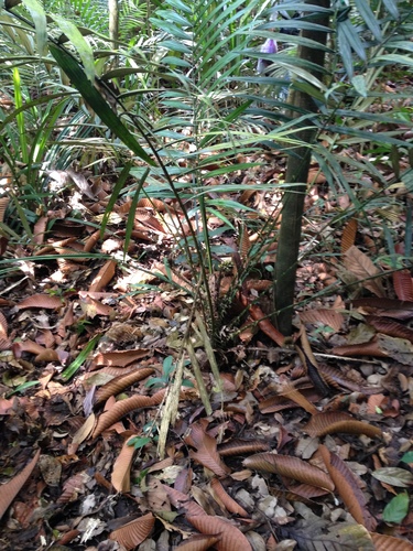 Calamus lobbianus