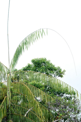 Calamus manan — photo