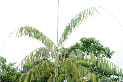 Calamus manan