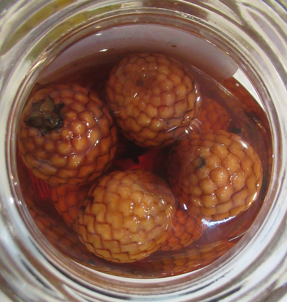Calamus manillensis