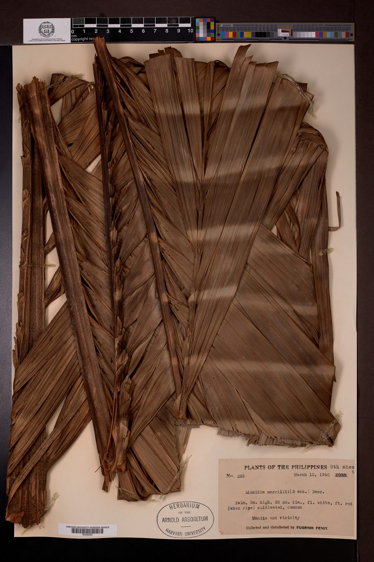 Calamus merrillii (Palasan) — photo