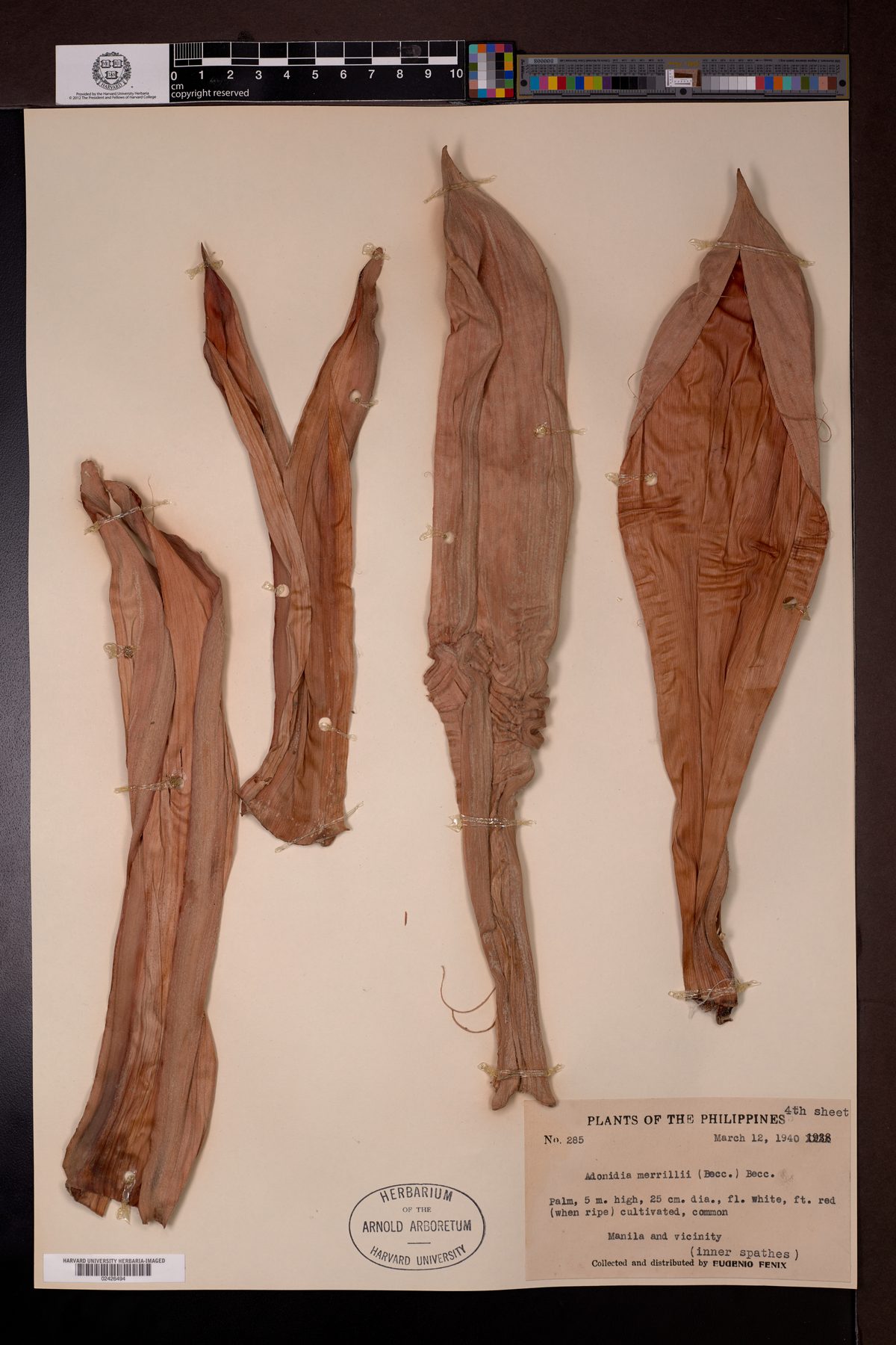 Calamus merrillii (Palasan) — photo