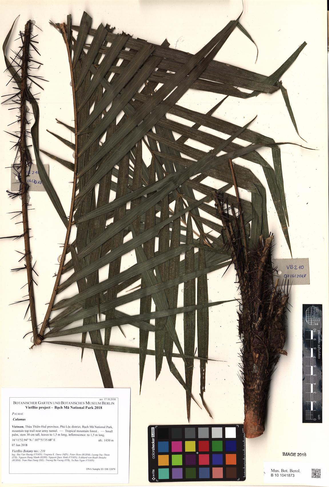 Calamus modestus — photo
