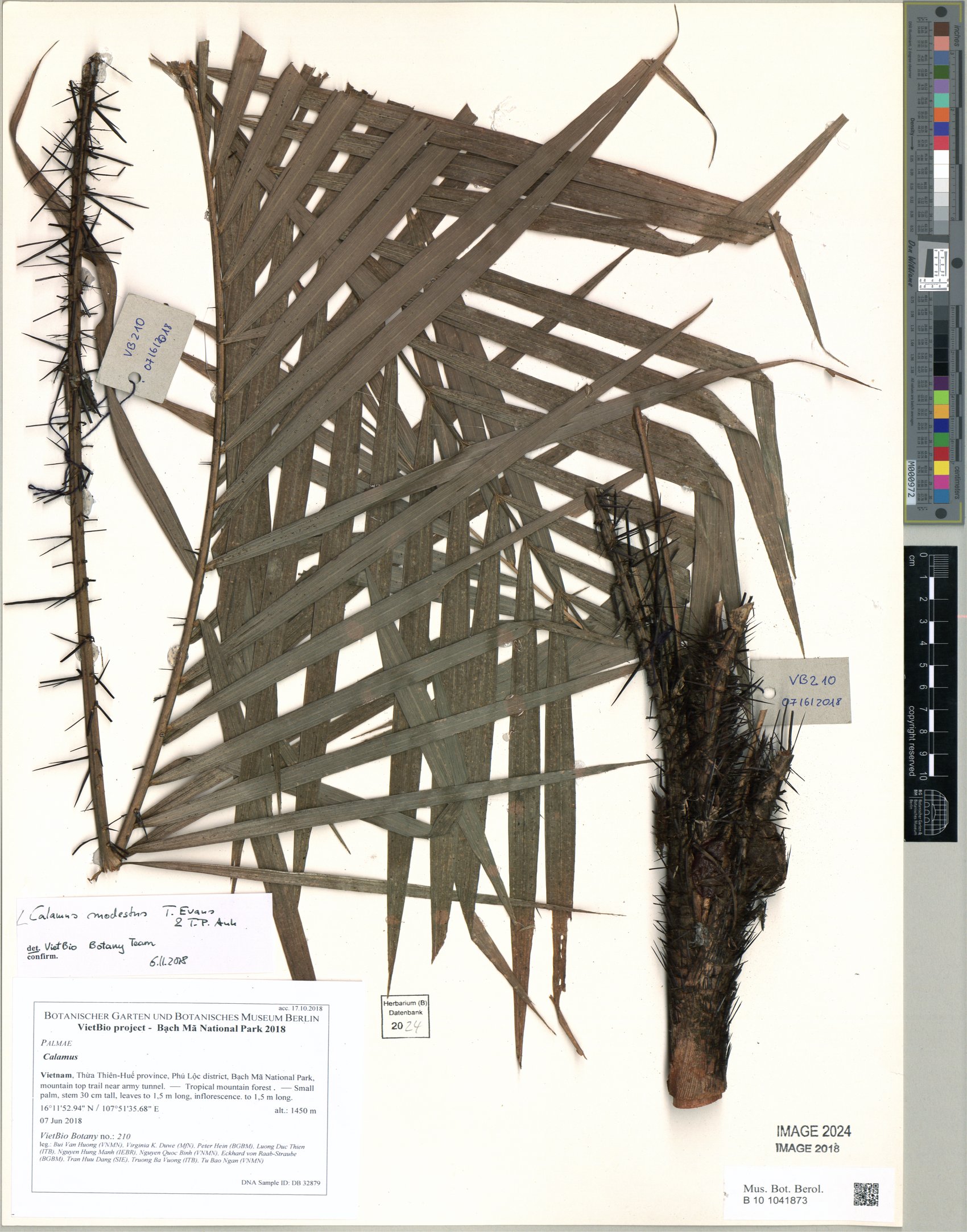 Calamus modestus