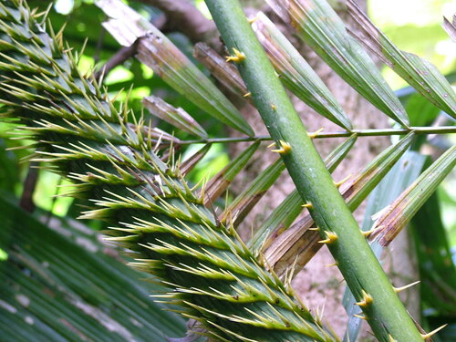Calamus moti (Lawyer vine) — photo