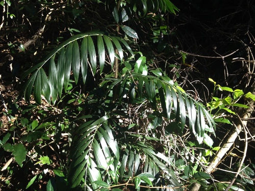 Calamus muelleri (Wait-a-while) — photo
