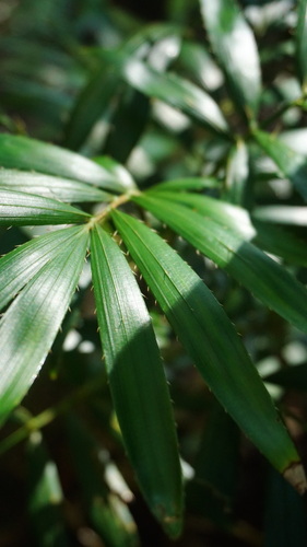 Calamus muelleri (Wait-a-while) — photo