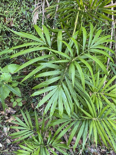 Calamus muelleri