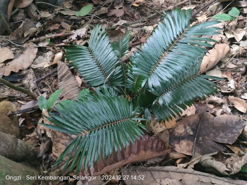 Calamus paspalanthus (Rotan tingkas) — photo