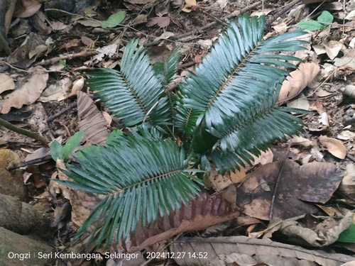 Calamus paspalanthus