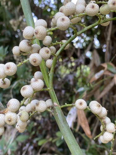 Calamus poilanei