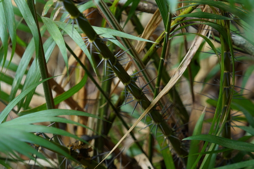 Calamus rhabdocladus (Wai wan) — photo