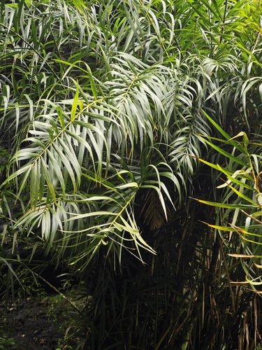 Calamus rhabdocladus