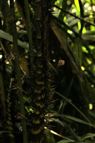 Calamus rotang (Rattan Cane) — photo