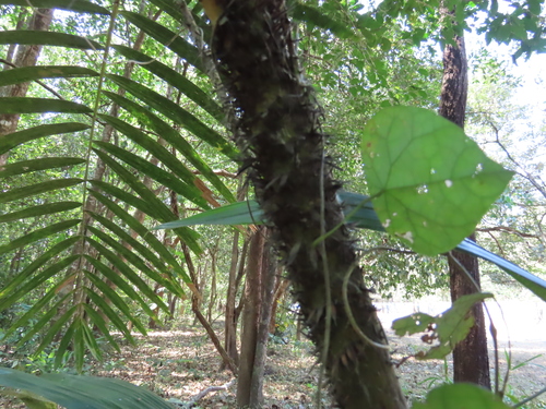 Calamus rotang (Rattan Cane) — photo