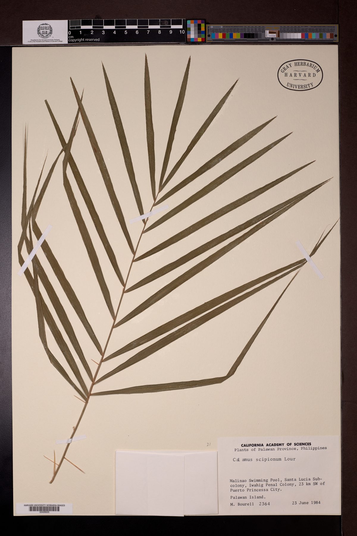 Calamus scipionum