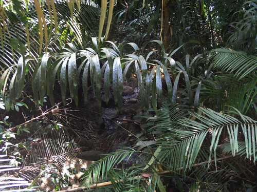 Calamus siamensis (Wai khom) — photo