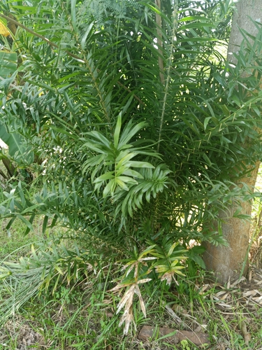 Calamus siamensis