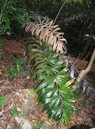 Calamus siamensis (Wai khom) — photo