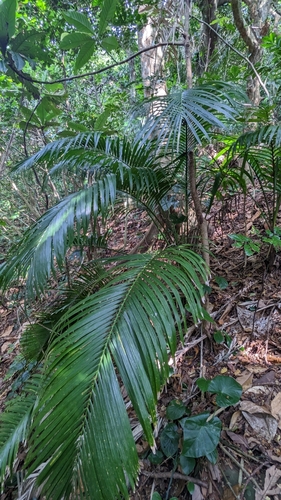 Calamus siphonospathus — photo