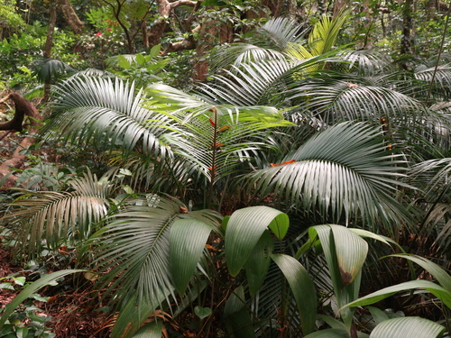 Calamus siphonospathus