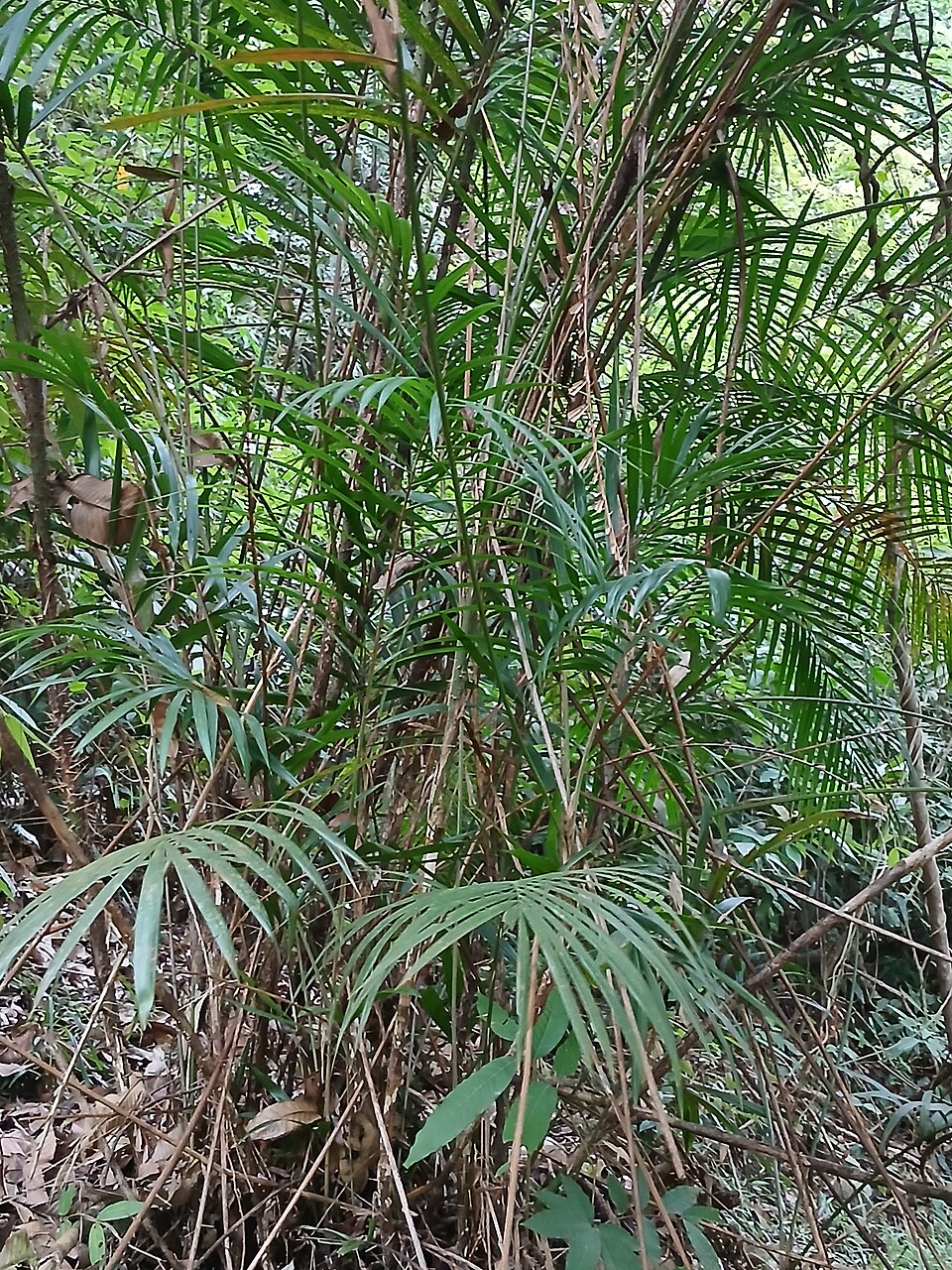 Calamus sp.