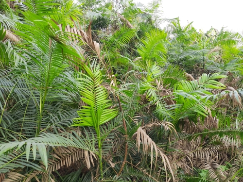 Calamus tenuis (Wai nyair) — photo