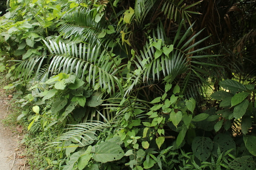 Calamus tenuis (Wai nyair) — photo