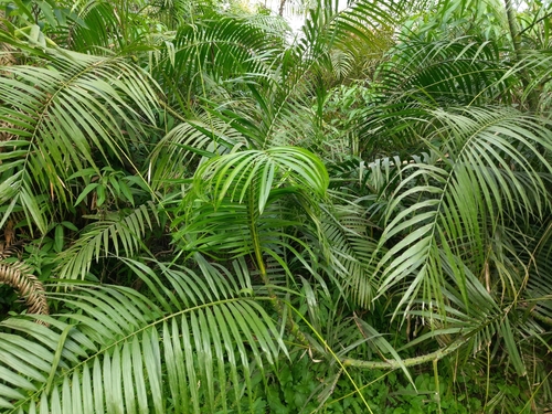 Calamus tenuis