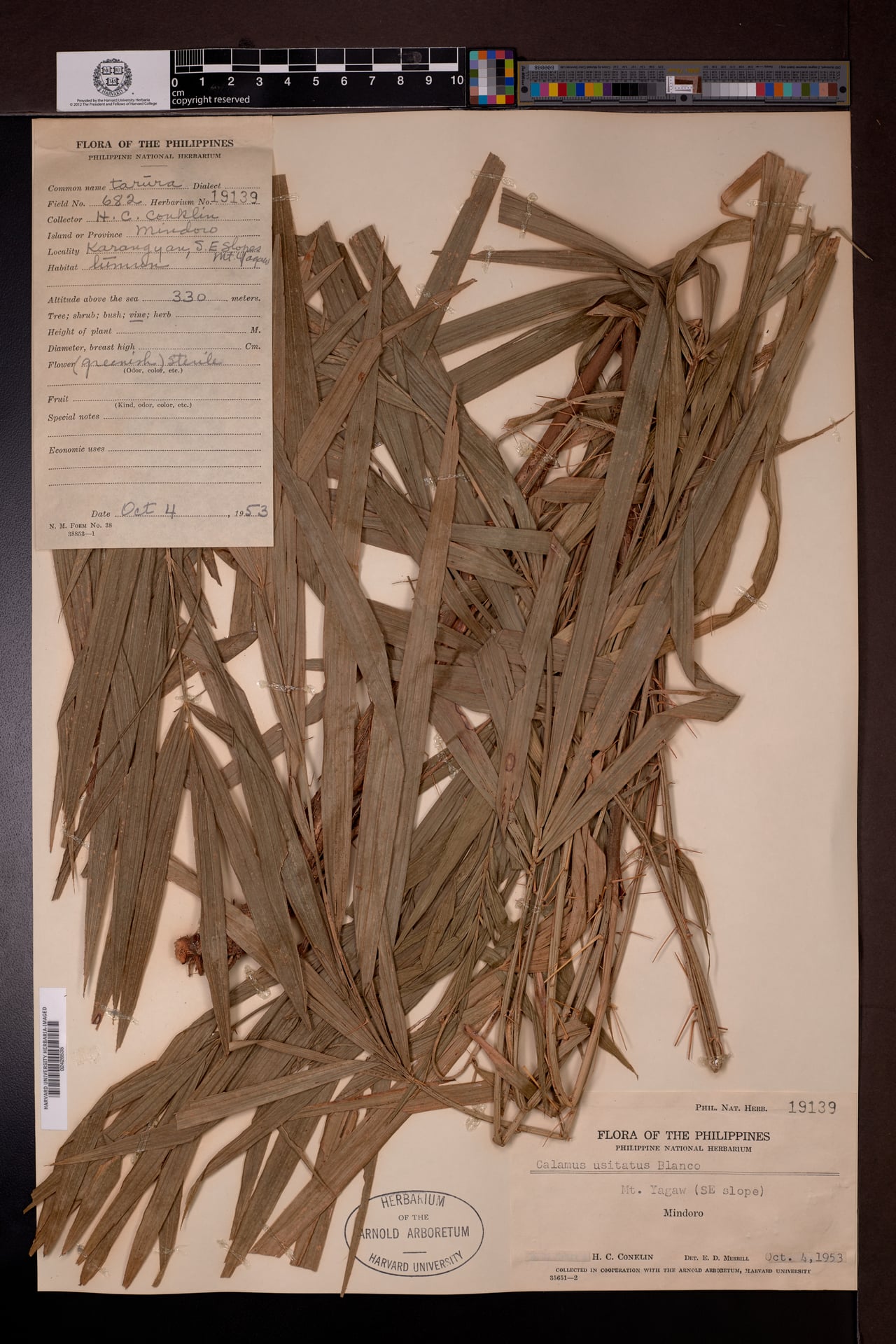 Calamus usitatus (Babuyan rattan) — photo