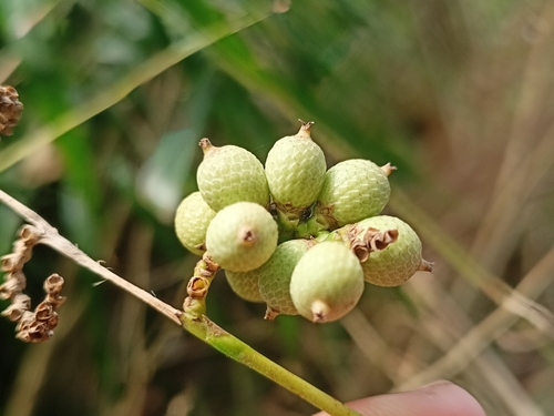 Calamus usitatus
