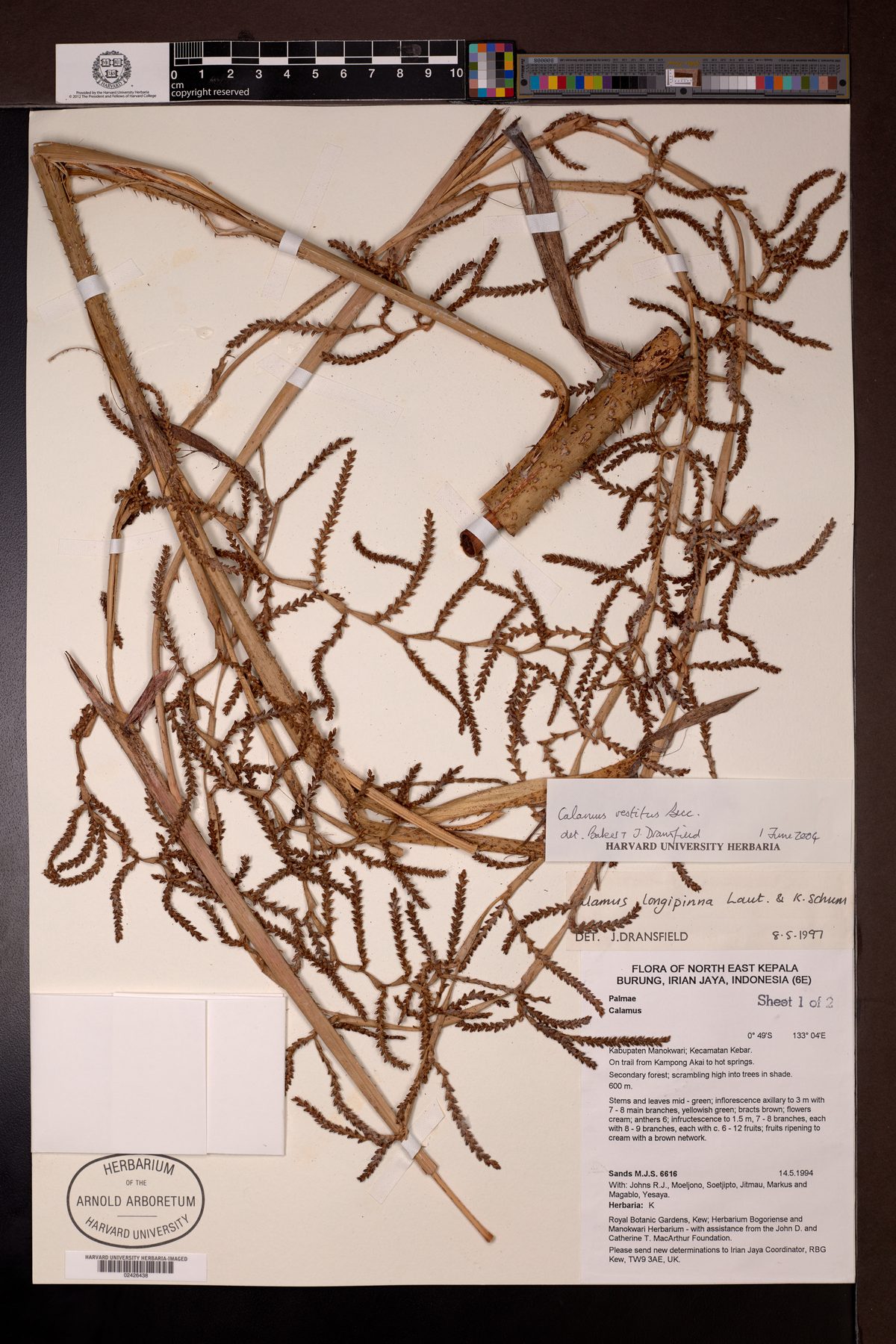 Calamus vestitus — photo