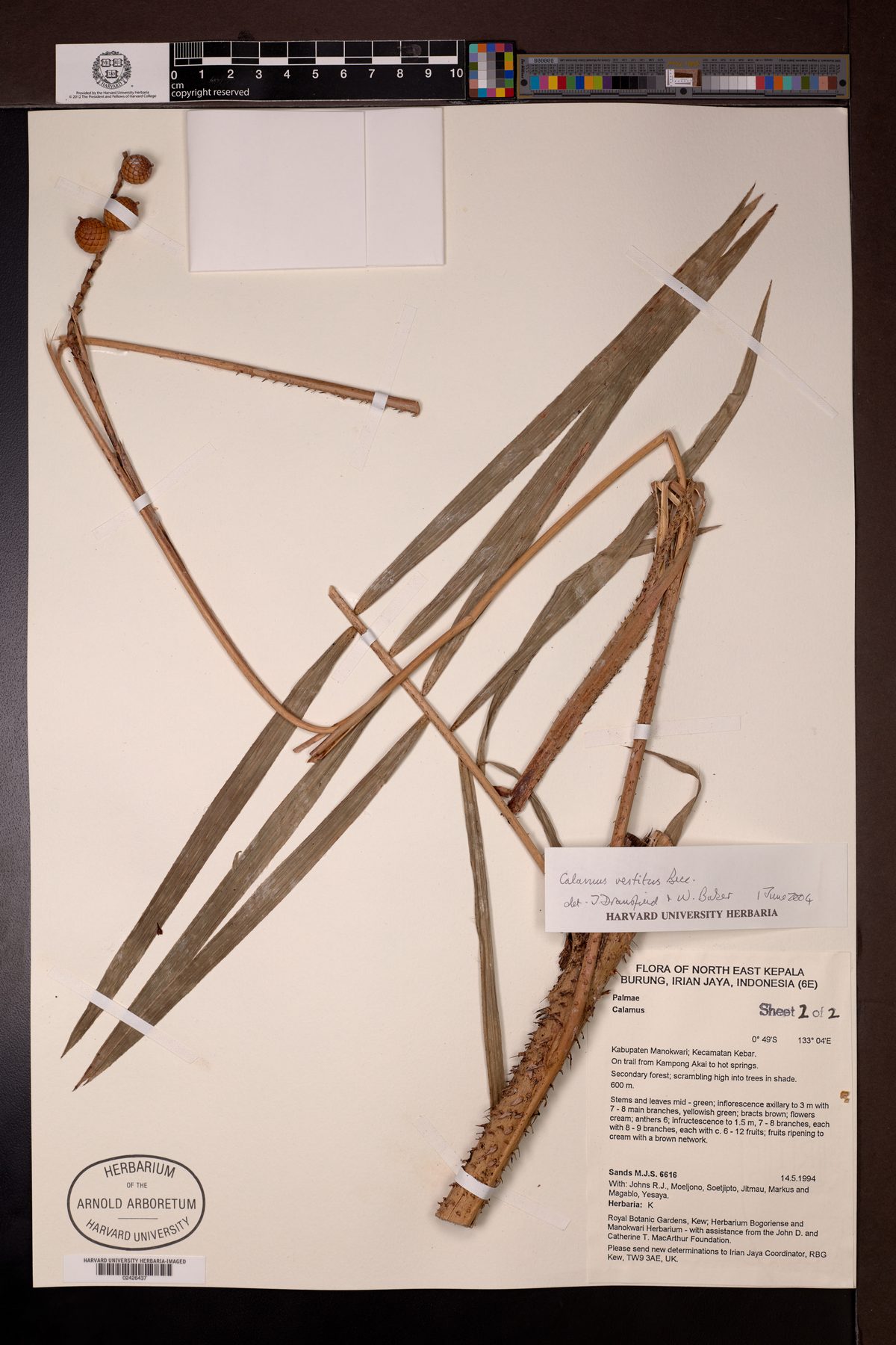 Calamus vestitus
