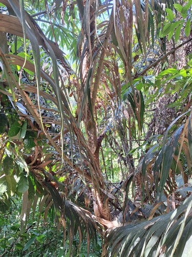 Calamus viminalis (Bitter rattan) — photo