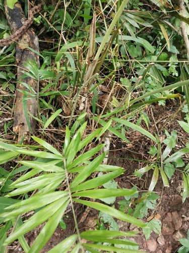 Calamus viminalis (Bitter rattan) — photo