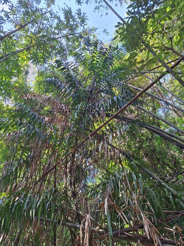 Calamus viminalis