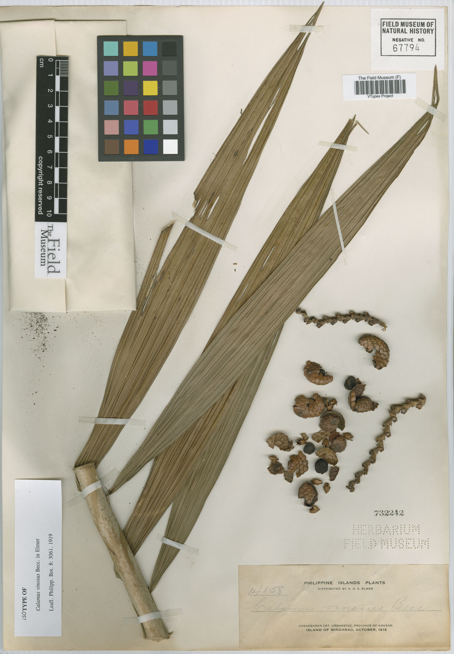 Calamus vinosus — photo