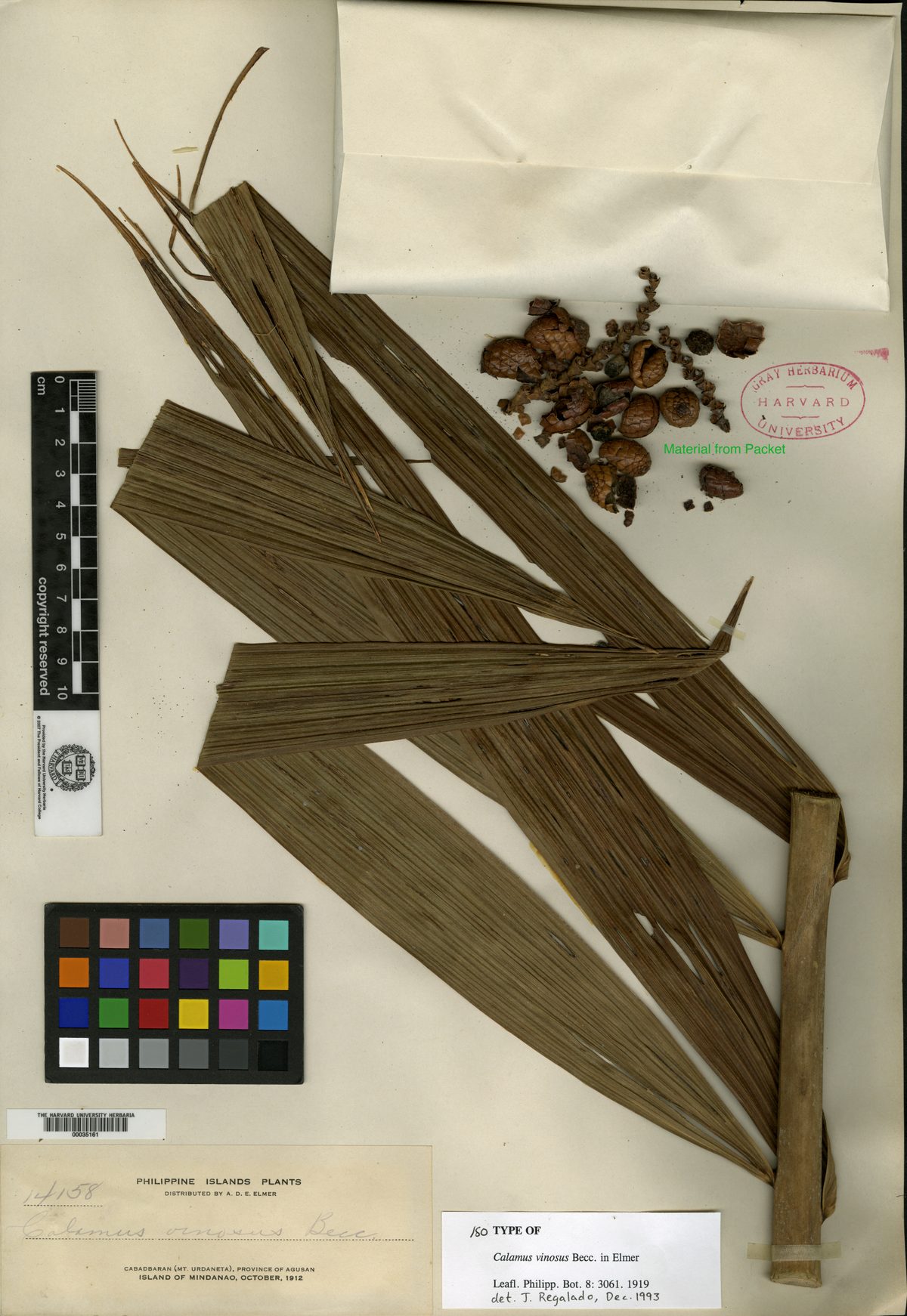 Calamus vinosus — photo