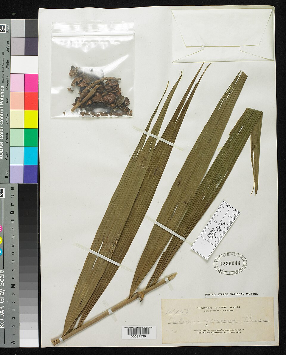 Calamus vinosus