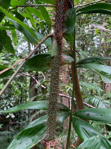 Calamus vitiensis (Solitary lawyer vine) — photo