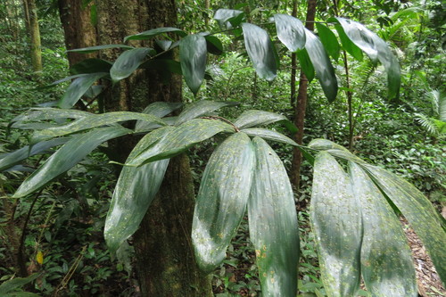 Calamus vitiensis