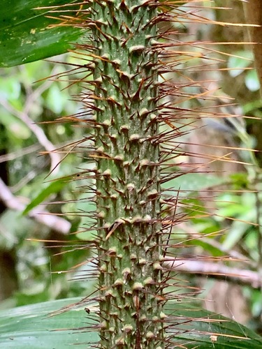 Calamus vitiensis (Solitary lawyer vine) — photo