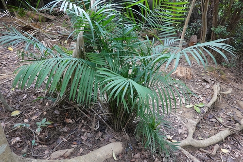 Calamus walkeri (May dang) — photo