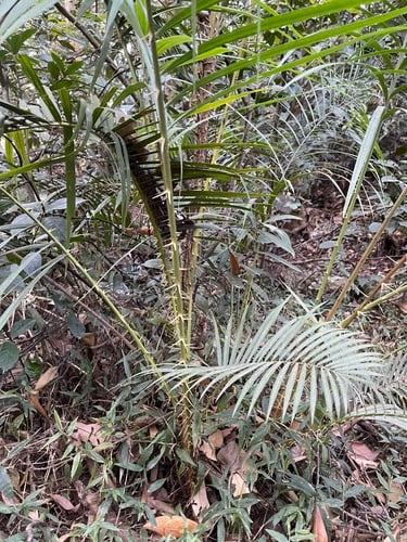 Calamus walkeri