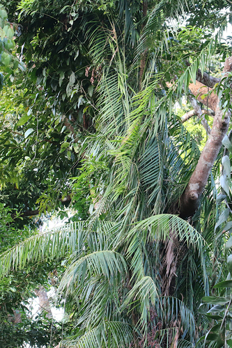 Calamus warburgii (Claudie River Lawyer Vine) — photo